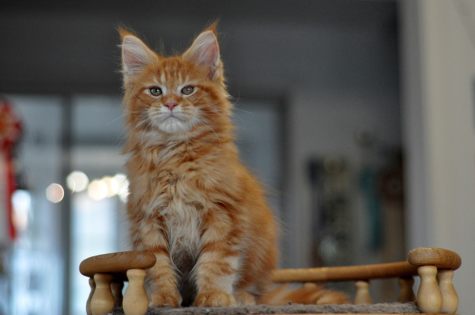 Рыжий котенок мейн кун купить