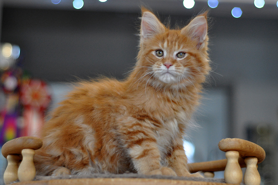 Урсус рыжий котенок мейн кун