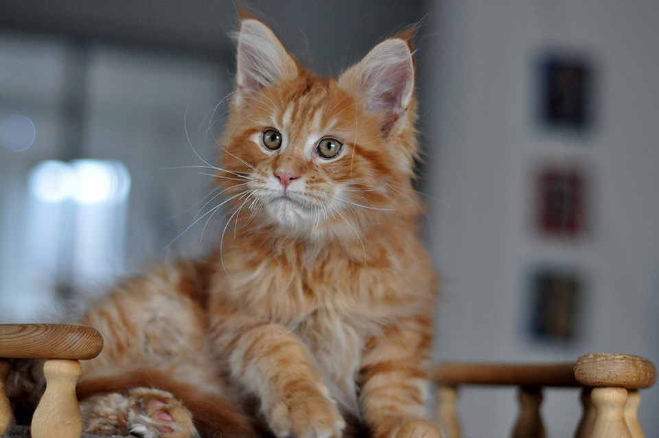 мейн кун рыжего окраса питомник Caramel