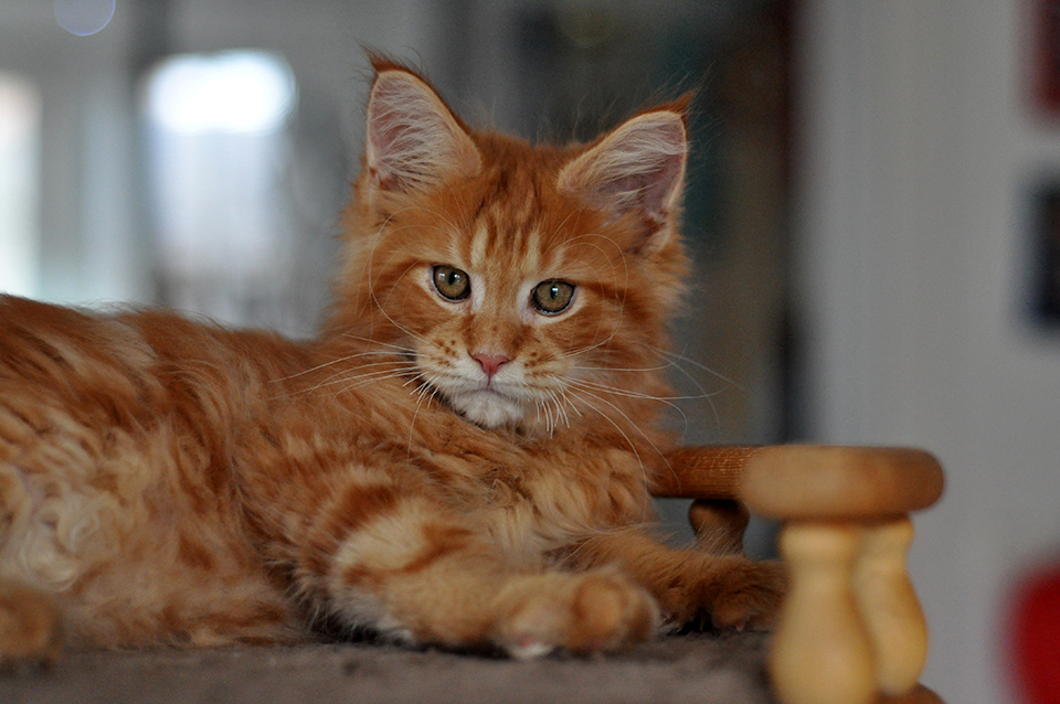Рыжий котенок мейн кун питомник Caramel