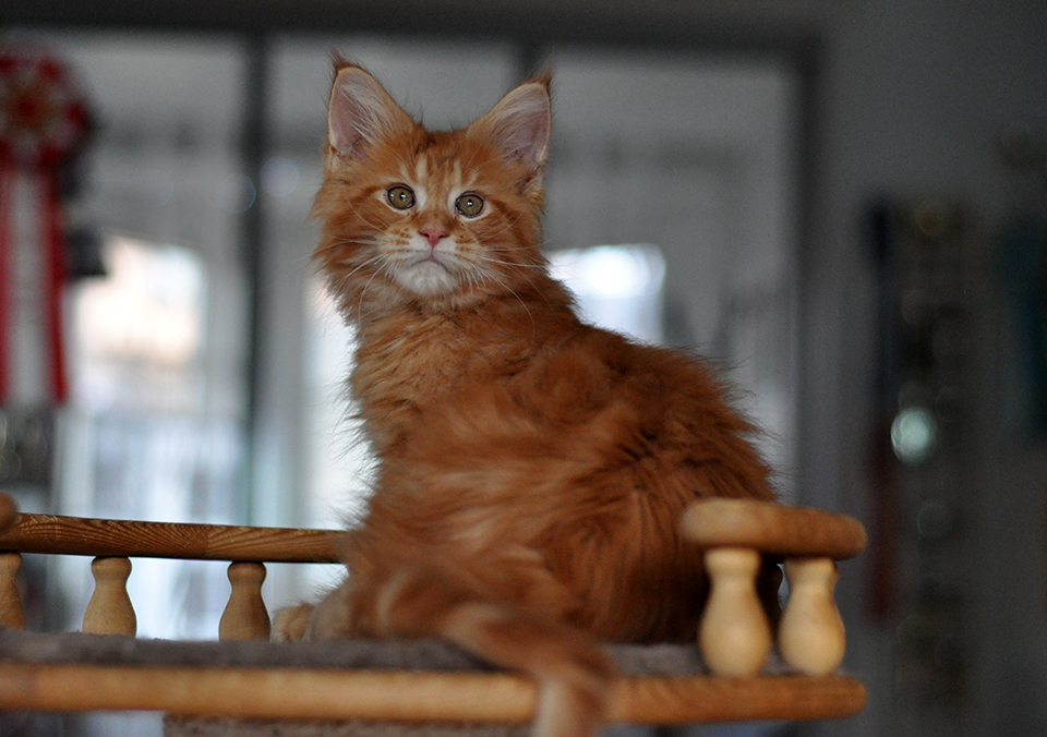 mainecoon kittens