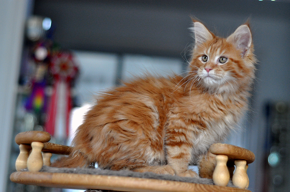 Рыжий котенок мейн кун купить