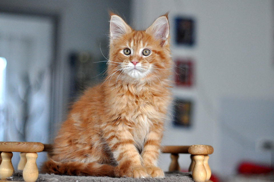 котенок мейн кун красного мраморного окраса Урсус