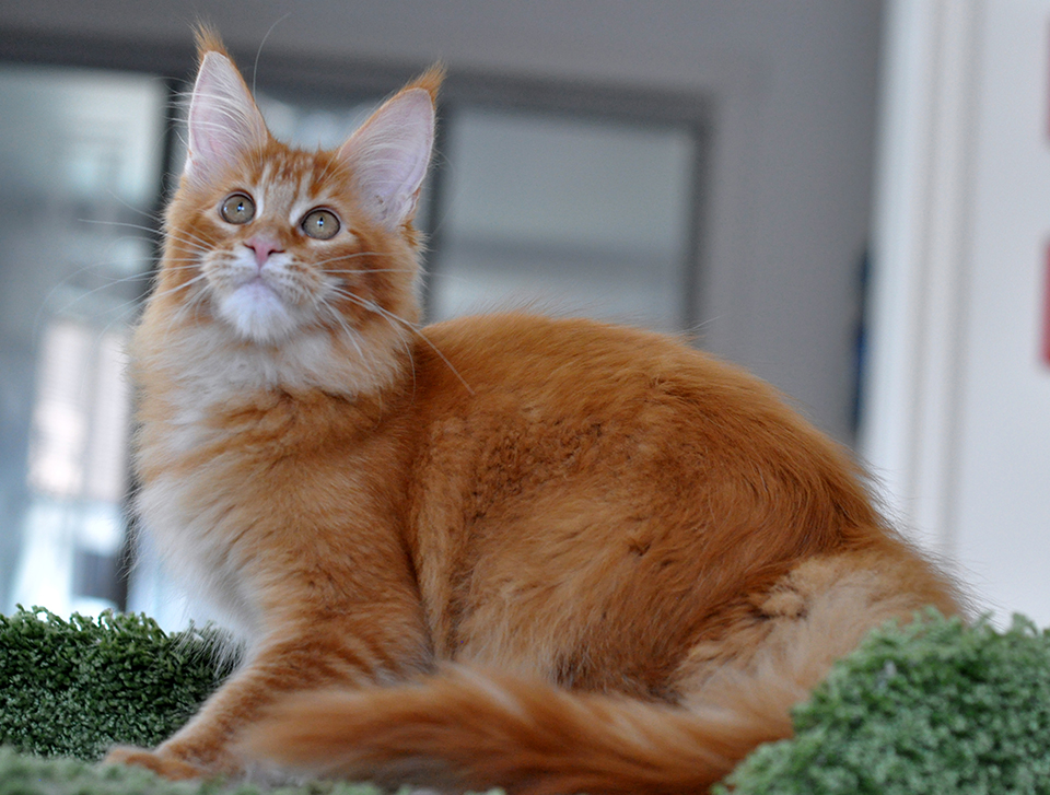 Caramel's Zabel, котенок мейн кун, девочка, яркая тикировнная красотка