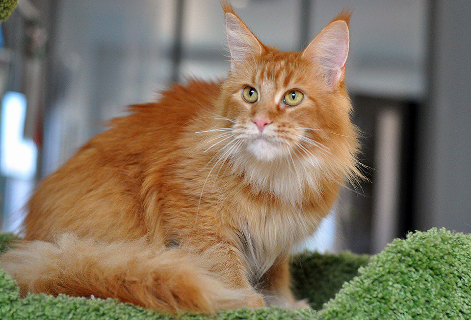 maine coon red cat
