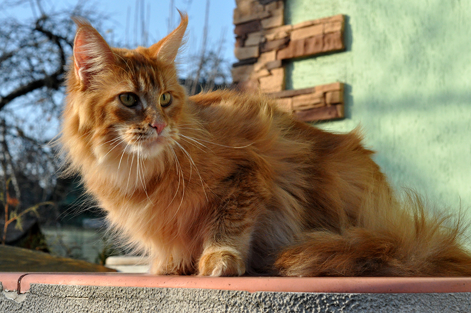 мейнкун кошка рыжего окраса