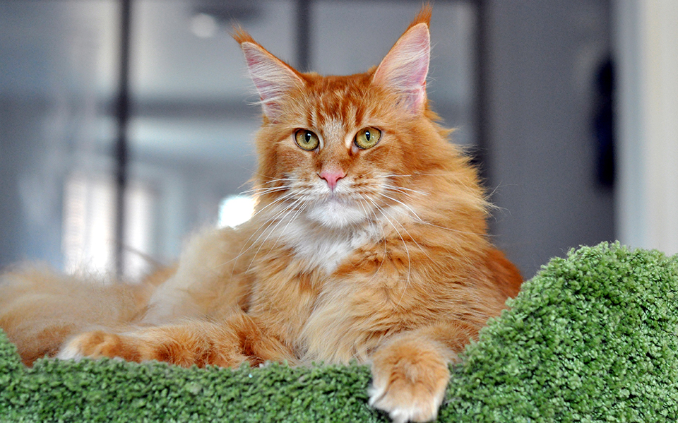 red mainecoon 