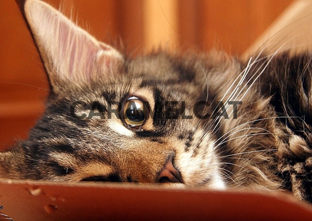 Если кот пометил диван - Сaramelcat