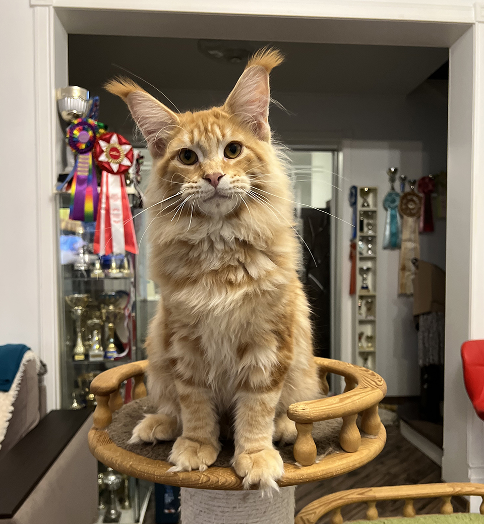 мейн кун  красный мраморный фото