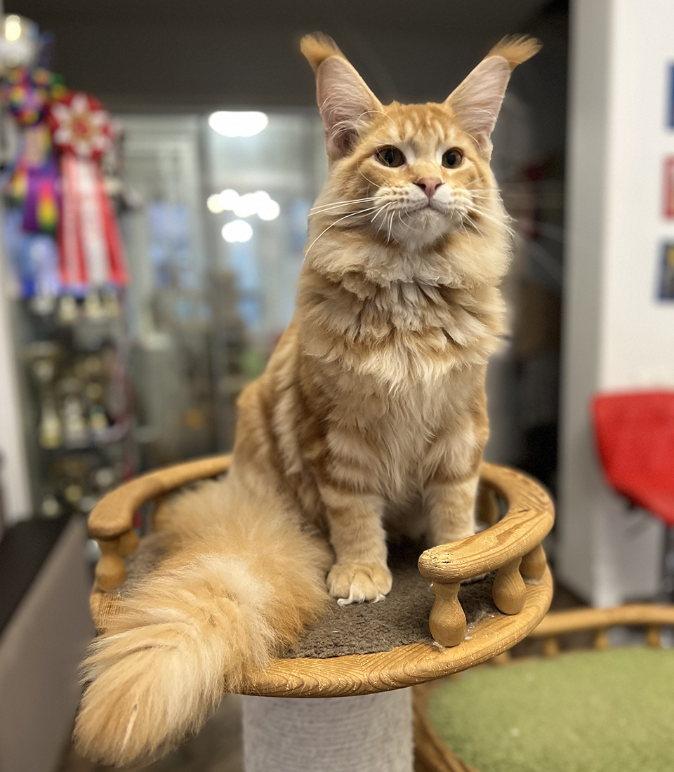 Мамай  рыжий котенок мейн кун