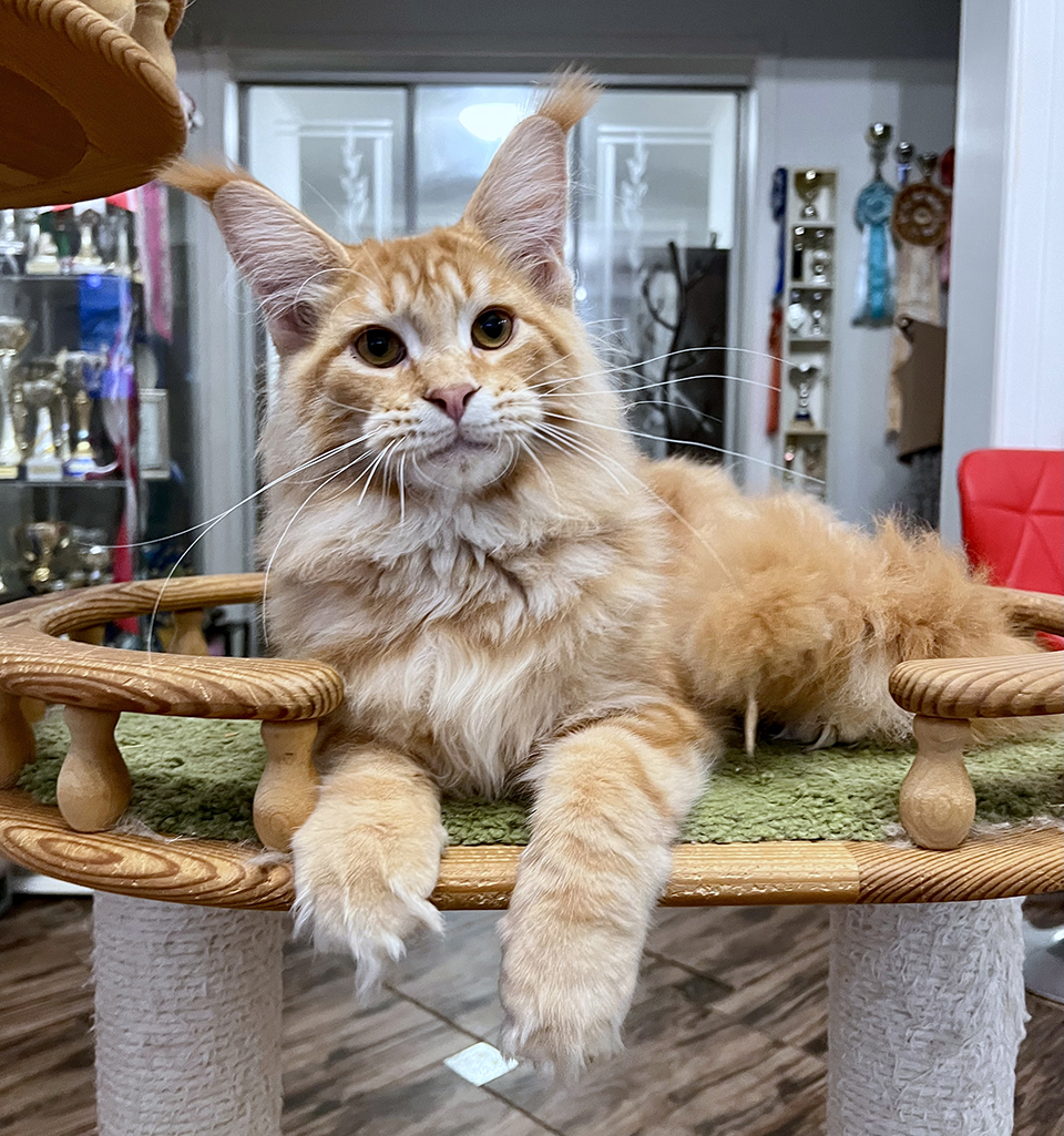 Рыжий котенок мейн кун фото