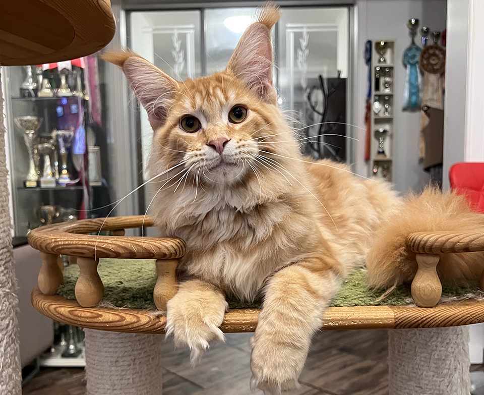 Рыжий котенок мейн кун  купить 