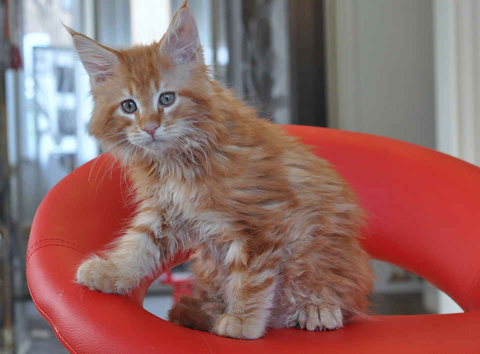 Тулуз (Caramel's Toulouse) рыжий котенок мейн кун, питомник Caramel