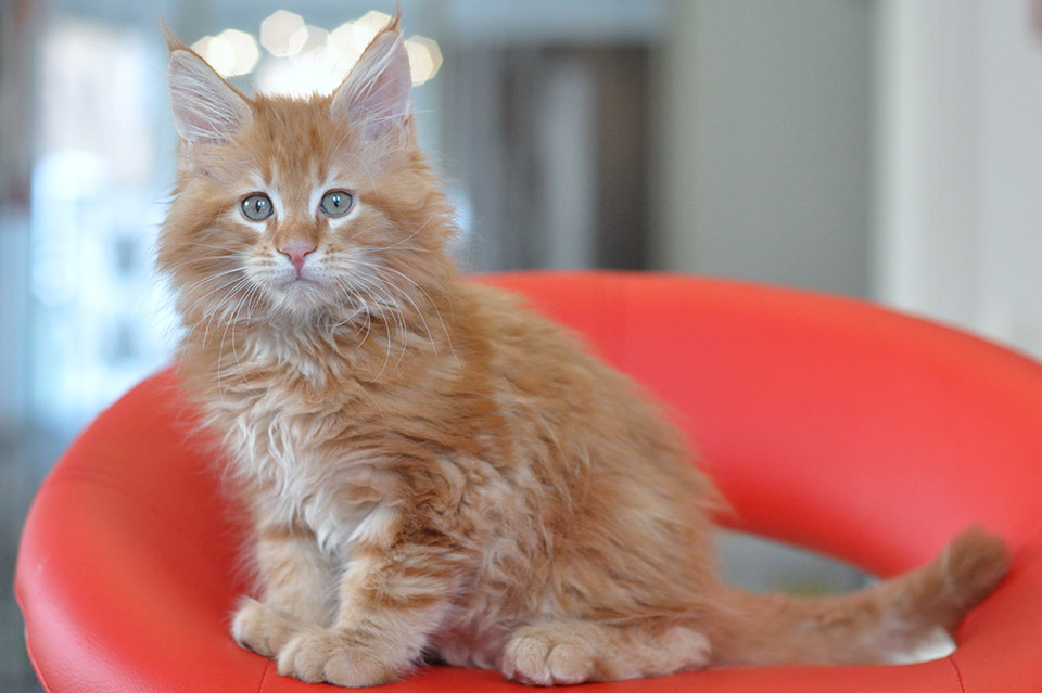 Тулуз (Caramel's Toulouse) рыжий котенок мейн кун, питомник Caramel