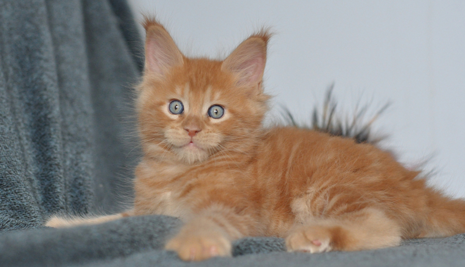 Рыжий котенок мейн кун Форест, выпускник питомника Карамель - Сaramelcat