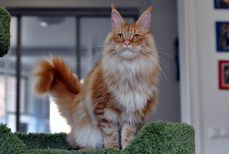 maine coon red