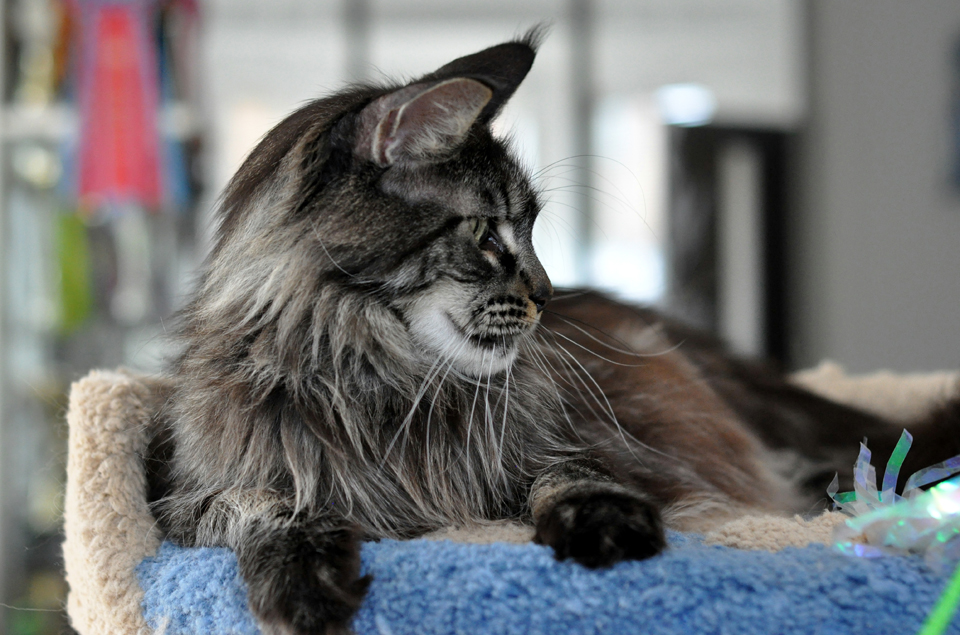 maine coon,color black  cl tabby,