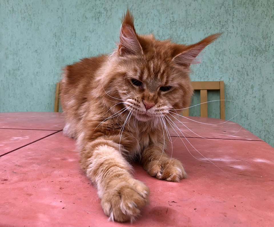 кошка породы мейн кун, окрас красный мраморный фото