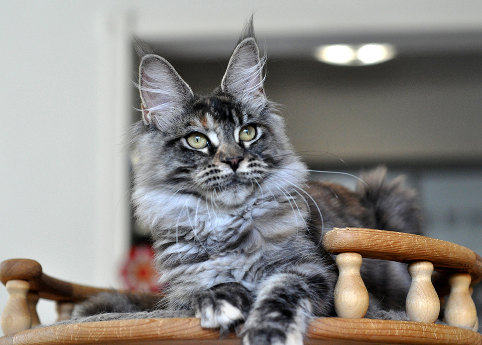 мейнкун кошка черепахового окраса фото