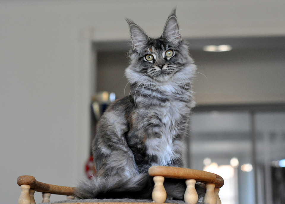 Irine кошка породы мейн кун фото