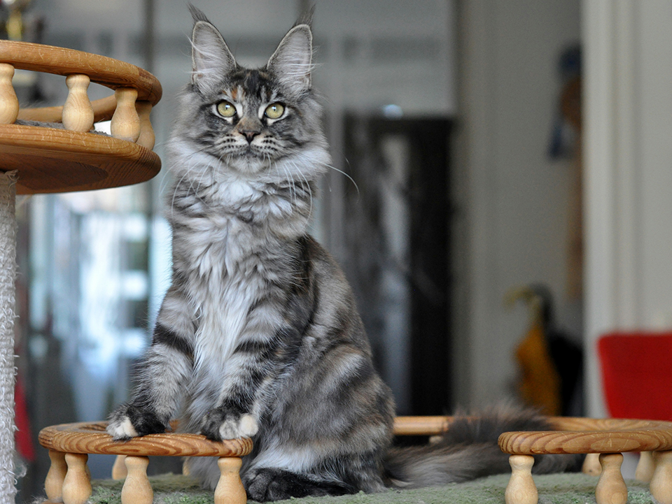 котята мейн кун купить в Москве