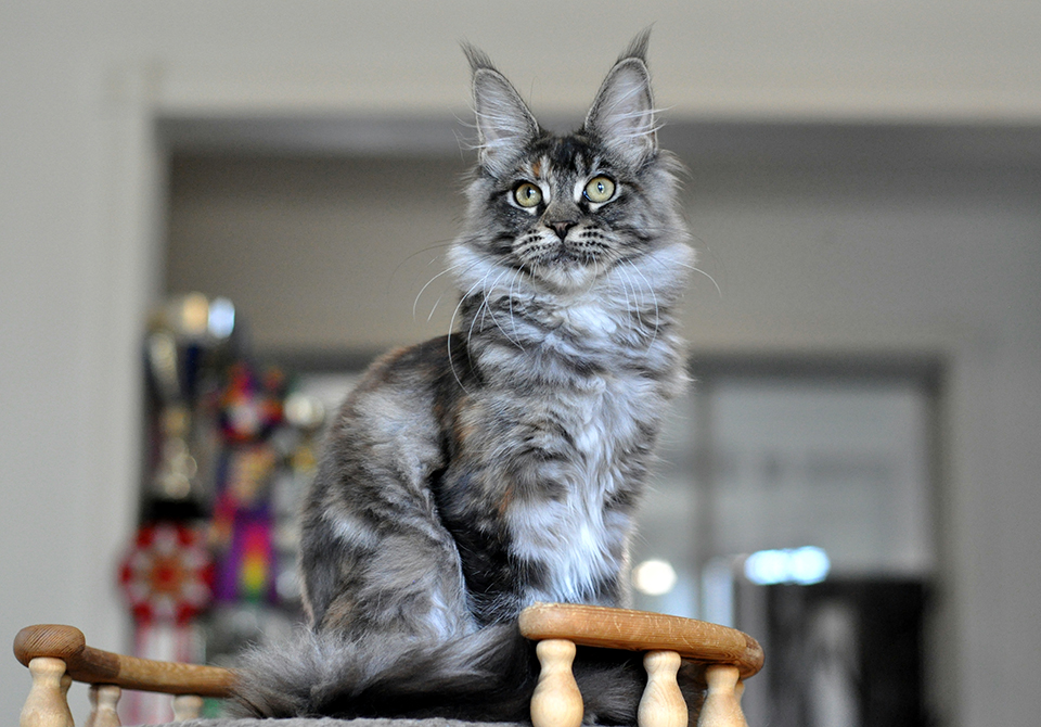 кошечка мейнкун Айрин