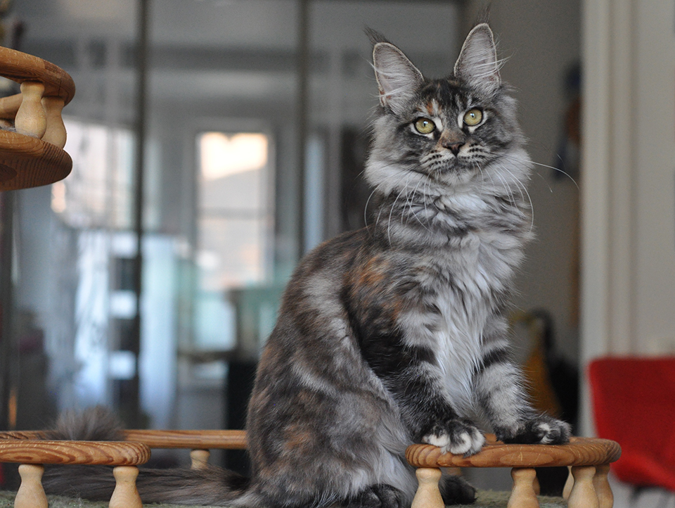 котята породы мейн кун