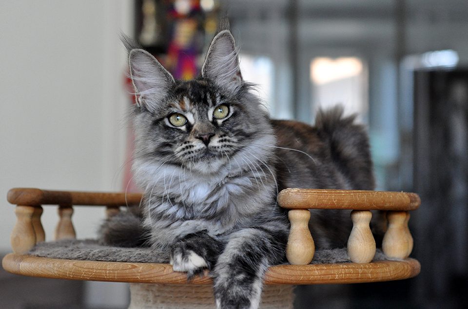 Айрин кошечка мейн кун фото