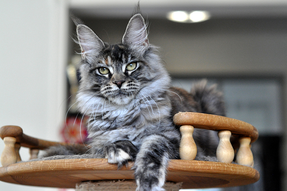 мейн кун Айрин, питомник кошек Caramel