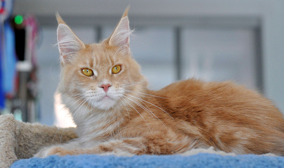 Caramel's Kira, кошка мейн кун, окрас кремовый мраморный