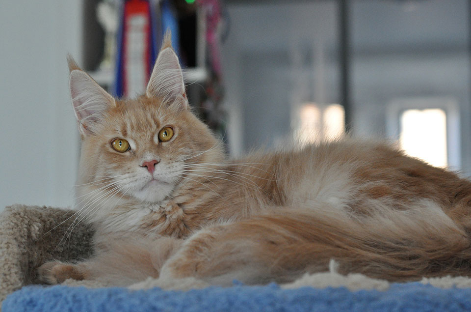 Caramel's Kira, кошка мейн кун, окрас кремовый мраморный