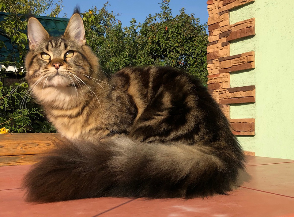 Caramel's Nirvana, шикарная кошка мейн кун дикого окраса: