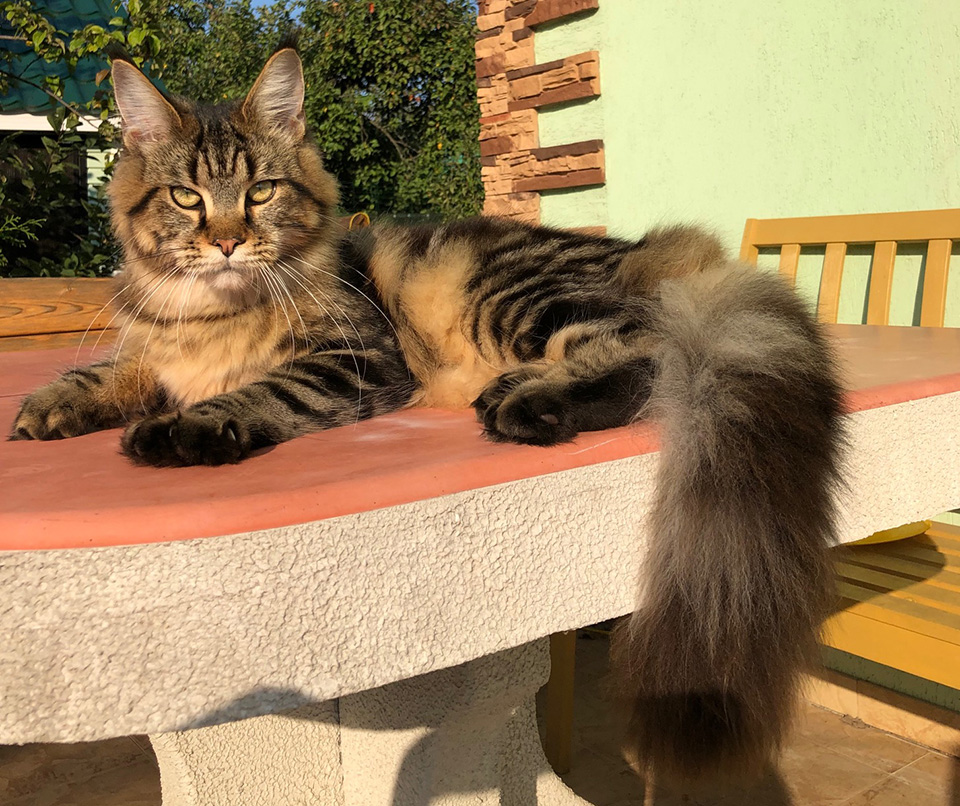 Caramel's Nirvana, шикарная кошка мейн кун дикого окраса:
