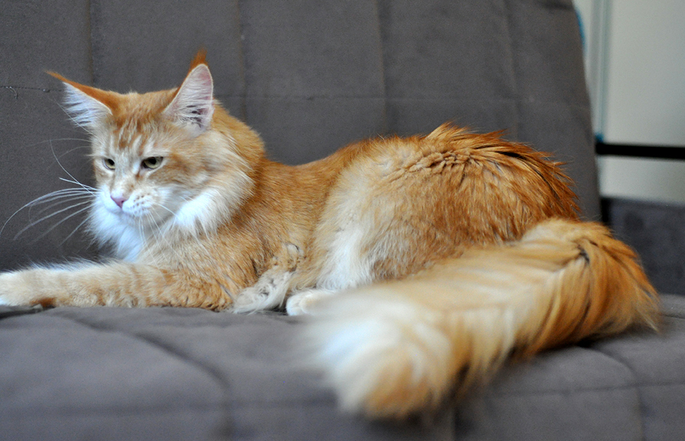 красная тикированная кошка мейн кун фото
