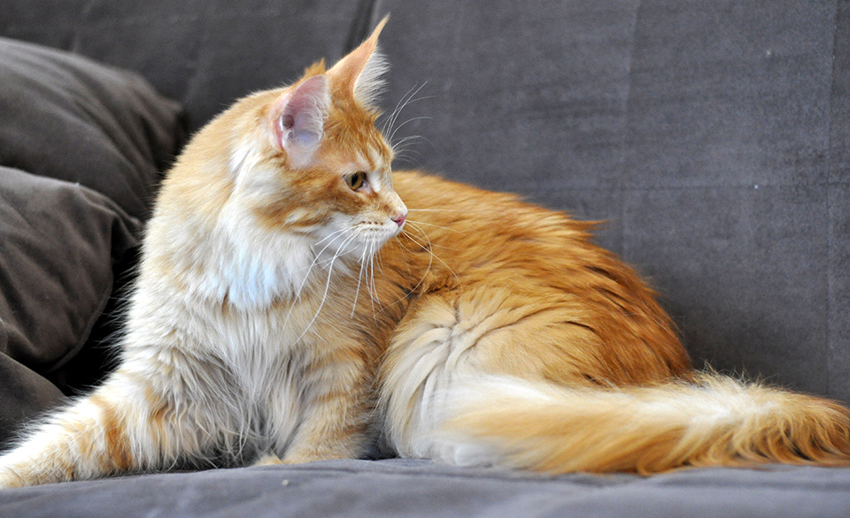 красная тикированная кошка мейн кун фото