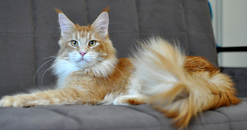 maine coon female 
