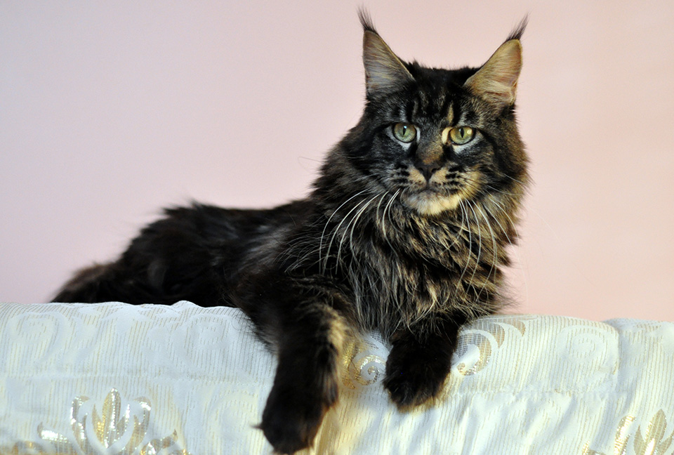 Caramel's Chelsea, maine coon