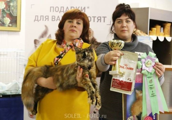 Caramel's Skazka и Caramel's Sachi на выставке «Пряничные кошки»