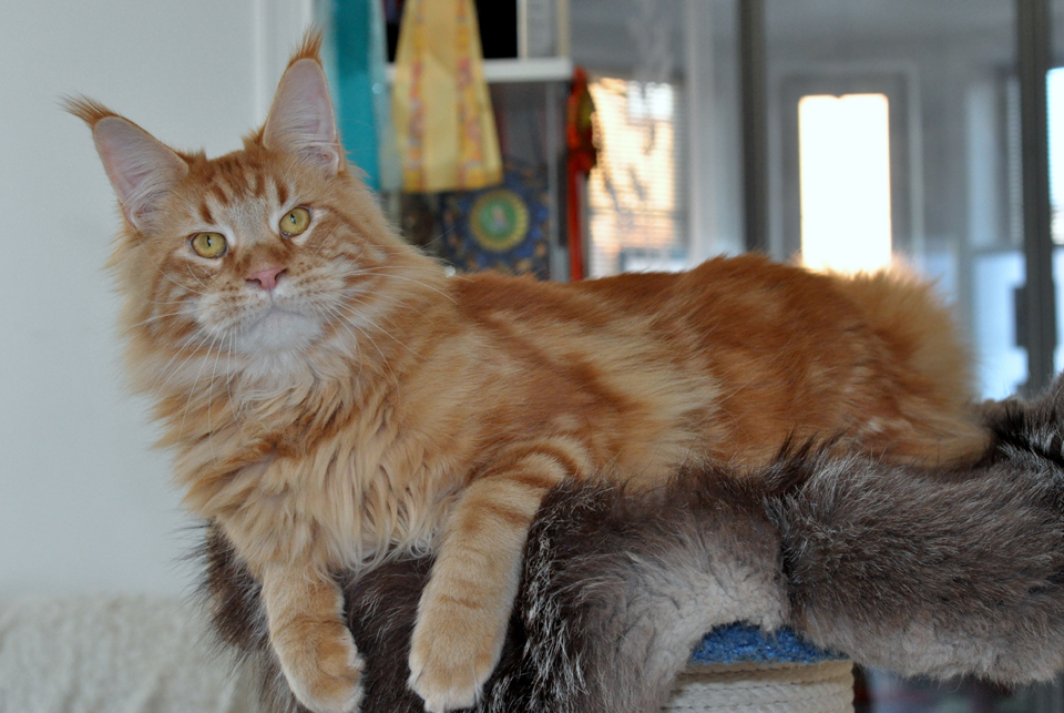 Caramel's Fendi, красный мраморный кот мейн кун, окрас d 22,