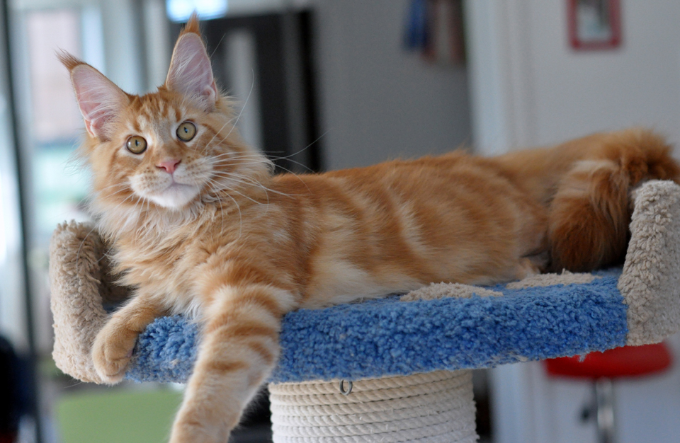 Caramel's Fendi, красный мраморный кот мейн кун, окрас d 22