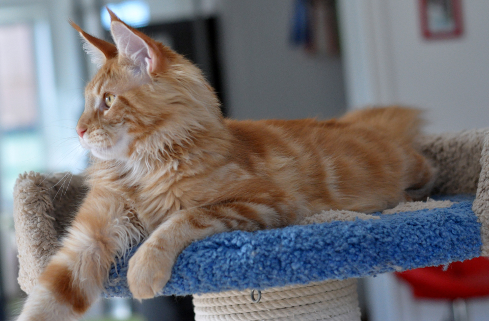 Caramel's Fendi, красный мраморный кот мейн кун, окрас d 22