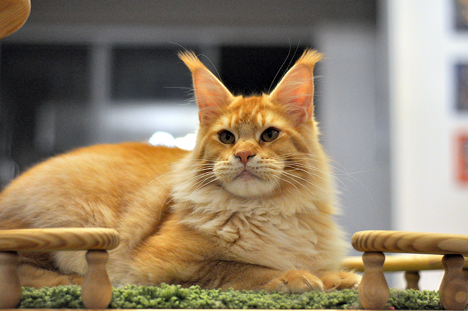 red maine coon 