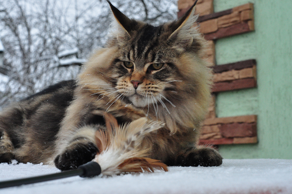 Mainelenx Quizzard, молодой кот питомника, мейн кун