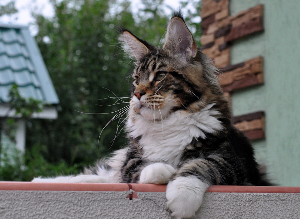 maine coon male 