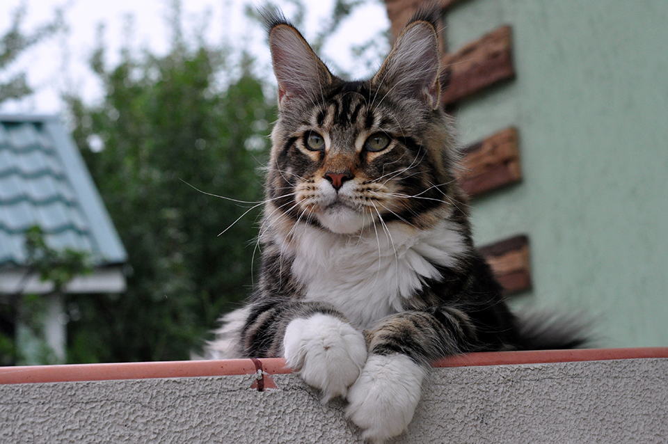 шикарный кот мейн кун Обеликс