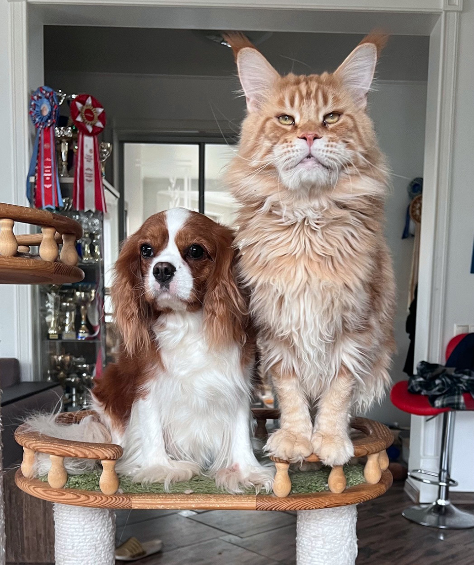 мейн кун фото питомник Caramel