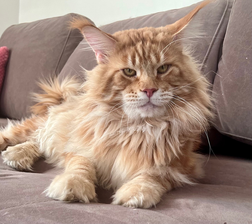 Прометей - кот красного мраморного окраса