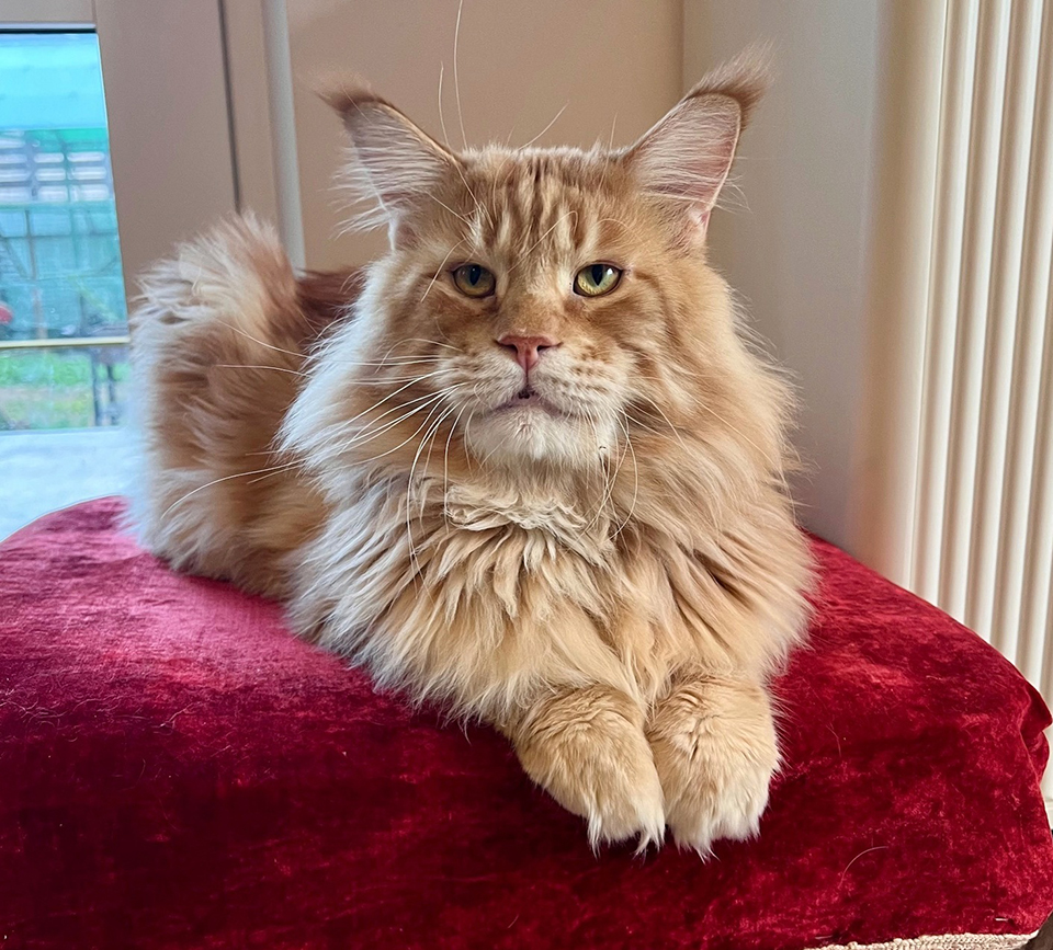 рыжий мейн кун фото