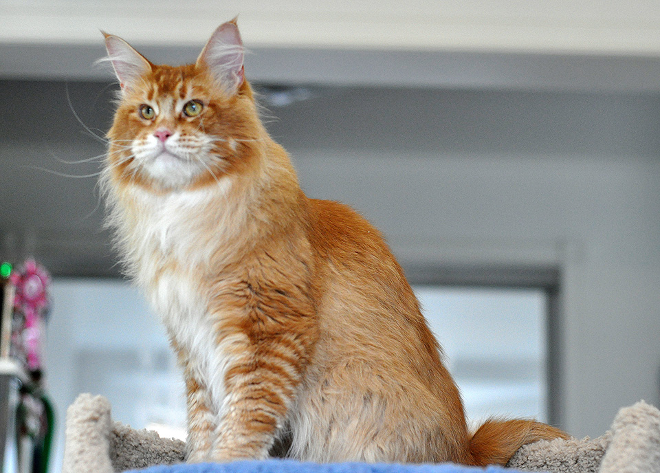 Рыжий кот породы мейн кун, купить в питомнике - Сaramelcat