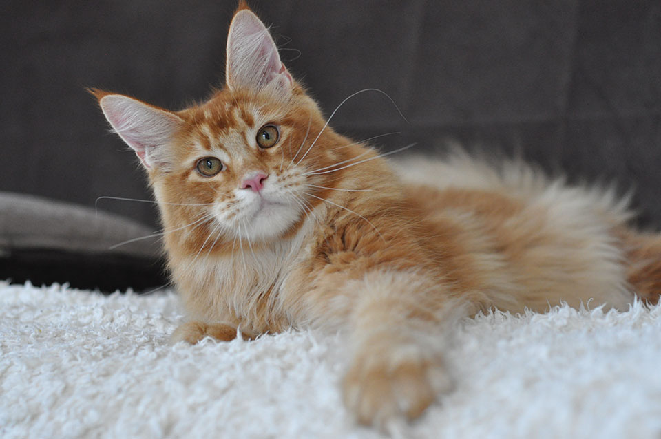 Питомник Карамель фото T'Desperado Sternenburg*RU, рыжий кот породы мейн кун